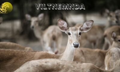 Viltnemnda