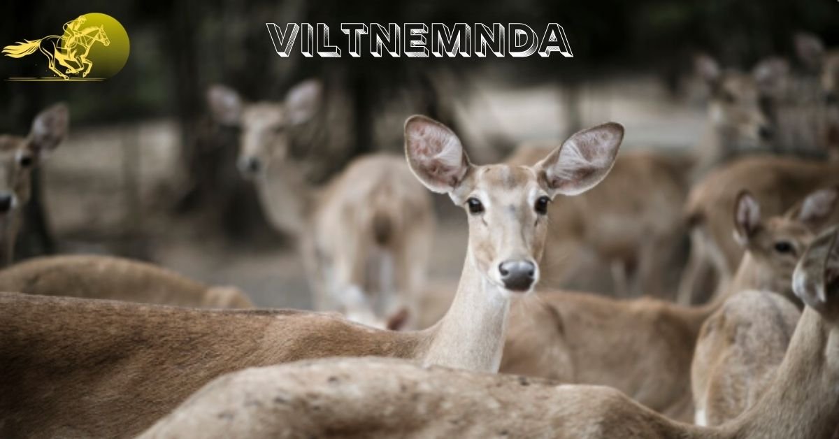 Viltnemnda