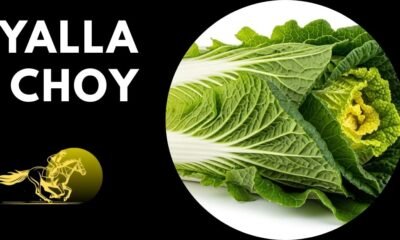 yalla choy